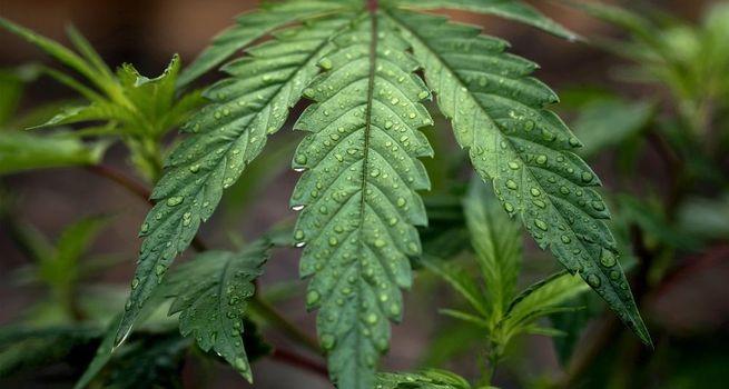 Cannabis Chaos: TerrAscend (TSX: TSND) Stock Explodes 84% on Massive Federal Reform Hopes