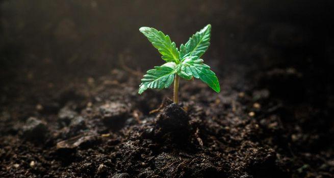 Why Curaleaf (TSX: CURA) Stock Blazed Up 38%: The Cannabis Catalyst Unpacked