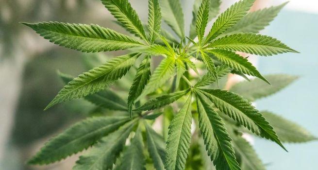 Is Curaleaf Holdings the Top Cannabis Stock to Own Before US Reform Accelerates?