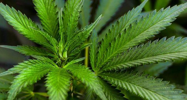 Can Cannabis Legalisation Catalysts Push Curaleaf Higher?